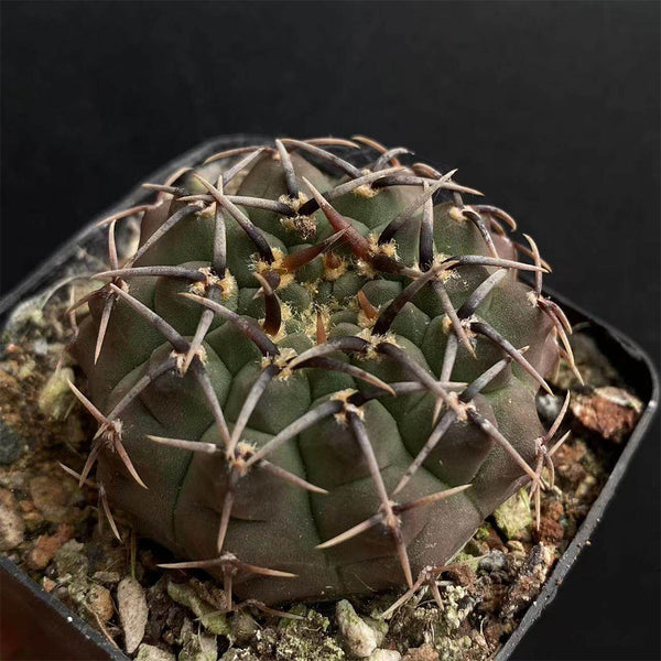 Gymnocalycium riojense, 3-4cm