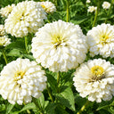 W1350 Large-Flowered White Zinnia, 100 Seeds