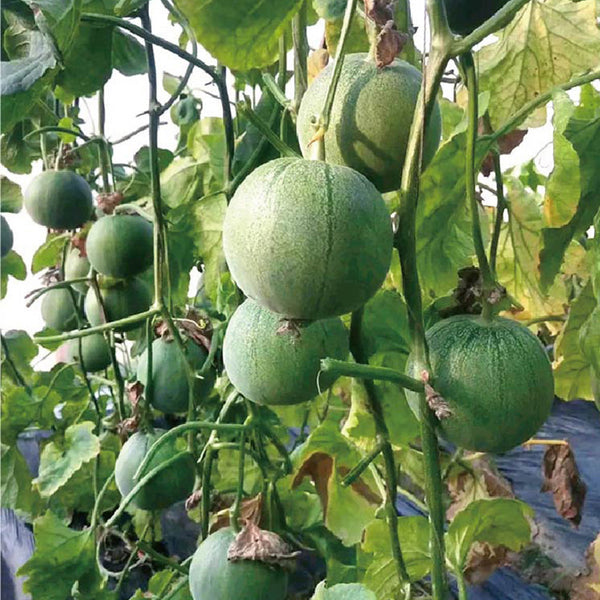 Emerald Sweet Melon Seeds, 100 Seeds