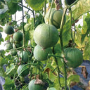 Emerald Sweet Melon Seeds, 100 Seeds