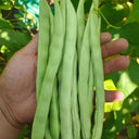 'Shuangqing No.38' Green Bean Seeds, 25g