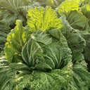 'Jiaoyan 5869' Chinese Cabbage Seeds, 10g