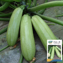 'Zaoqing No.1' Zucchini Seeds, 5g