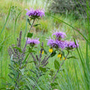 Hezhichun Bee Balm Seeds, 1g