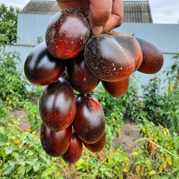 270 Deep Purple F4 Tomato, 5 Seeds