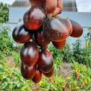 270 Deep Purple F4 Tomato, 5 Seeds
