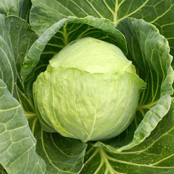 Xingyou Zhonggan 11 Cabbage, 1000 Seeds