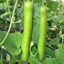 Bottle Gourd Seeds, 3g Per Bag