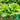 Lvmeng Lettuce Seeds, 30g