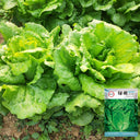 Lvmeng Lettuce Seeds, 30g