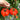 Horseshoe Large Tomato Seeds