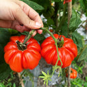 Horseshoe Large Tomato Seeds