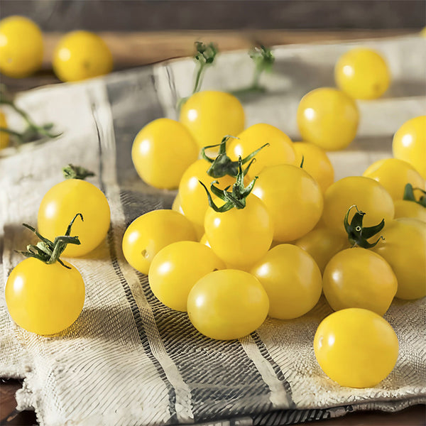 Italian Ice Cherry Tomato, 20 Seeds