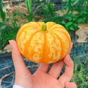 Orange Beibei Pumpkin Seeds, 50 Seeds