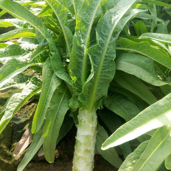 'Keguang No.1' Stem Lettuce Seeds, 10g