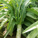 'Keguang No.1' Stem Lettuce Seeds, 10g