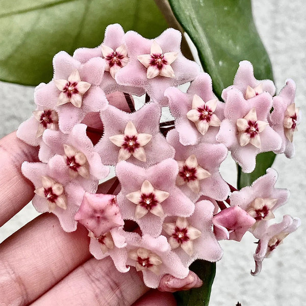 Hoya commutata, 1 Cutting