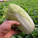 Huanai Baby Pak Choy Seeds, 10g
