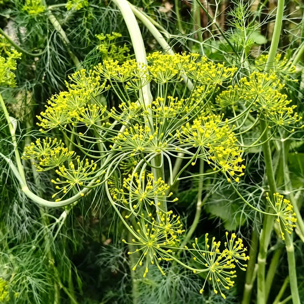 ANE02 Dill, 100 Seeds