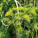 ANE02 Dill, 100 Seeds