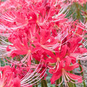 Hubei Lycoris, 1 Bulb