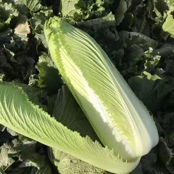 'Green Bamboo 70' Chinese Cabbage Seeds, 20g