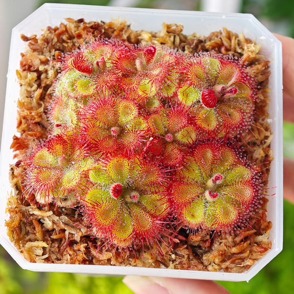 Drosera burmannii 'Humpty Doo' Seeds, 100 Seeds