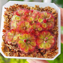Drosera burmannii 'Humpty Doo' Seeds, 100 Seeds