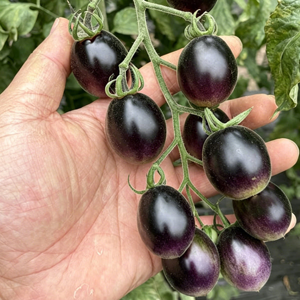 Black Jade Cherry Tomato, 100 Seeds