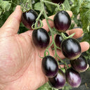 Black Jade Cherry Tomato, 100 Seeds