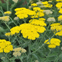 Yellow Yarrow Seeds, Pkt of 500