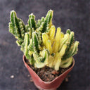 Variegated 'Fairy Castle' Live Cactus, 5-6cm