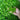 Korean Green Chili Pepper, 20 Seeds