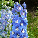 Large-flowered Delphinium Seeds, 200 Seeds
