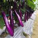 W963 Red Gold Purple-Red Long Eggplant, 5g