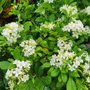 Orange Jasmine Seeds, 100 Seeds