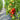293 Cuba Giant Black Tomato, 5 Seeds