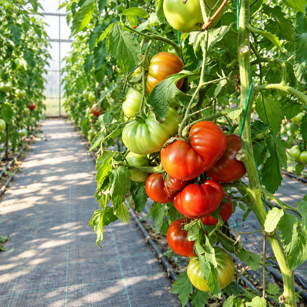 293 Cuba Giant Black Tomato, 5 Seeds