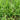 'Jiemei' Broadleaf Chinese Leek, 1000 Seeds