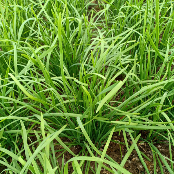 'Jiemei' Broadleaf Chinese Leek, 1000 Seeds