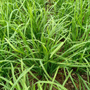 'Jiemei' Broadleaf Chinese Leek, 1000 Seeds