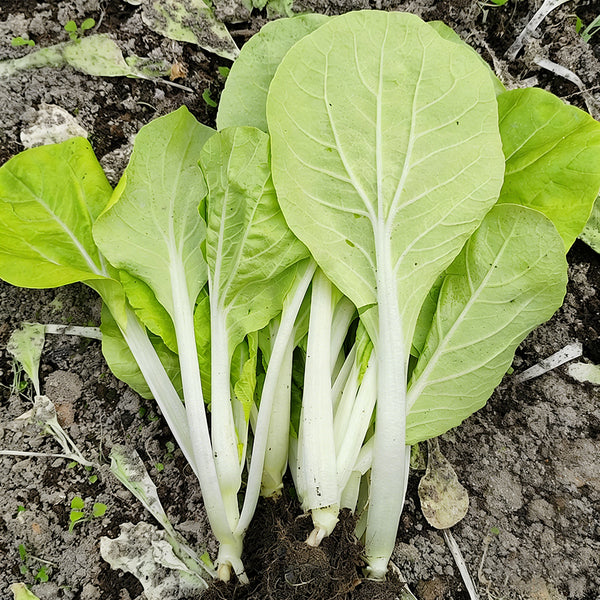 Jiemei Pak Choi Seeds, 25g