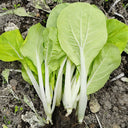 Jiemei Pak Choi Seeds, 25g