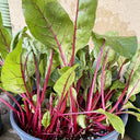 Red-stemmed Spinach Seeds, 10g