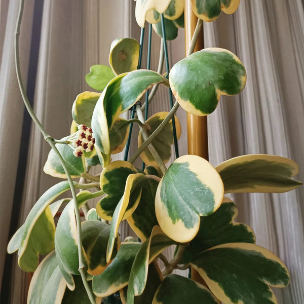 Hoya kerrii 'Albomarginata', 3 Cuttings