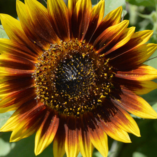'Solar Eclipse' Ornamental Sunflower Seeds, 1g