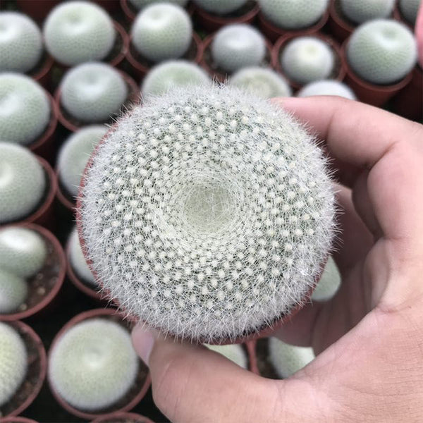 Parodia haselbergii, 3-4cm