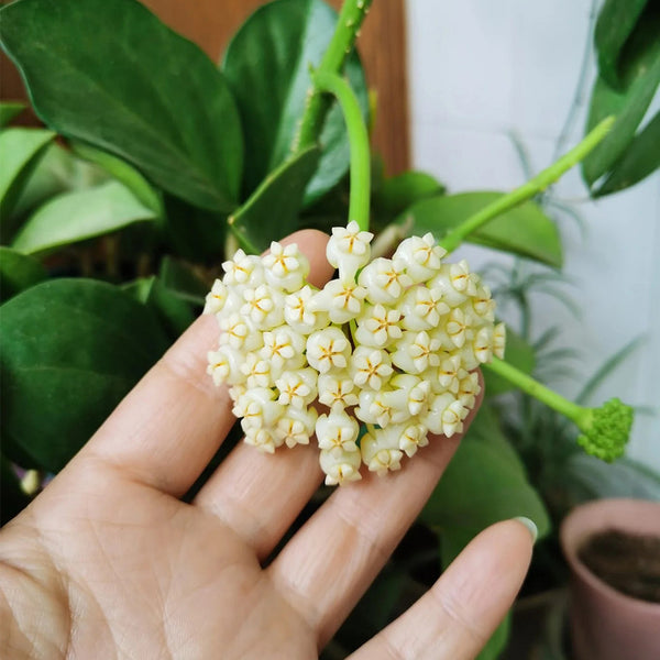 Hoya pachyclada, 5 Cuttings