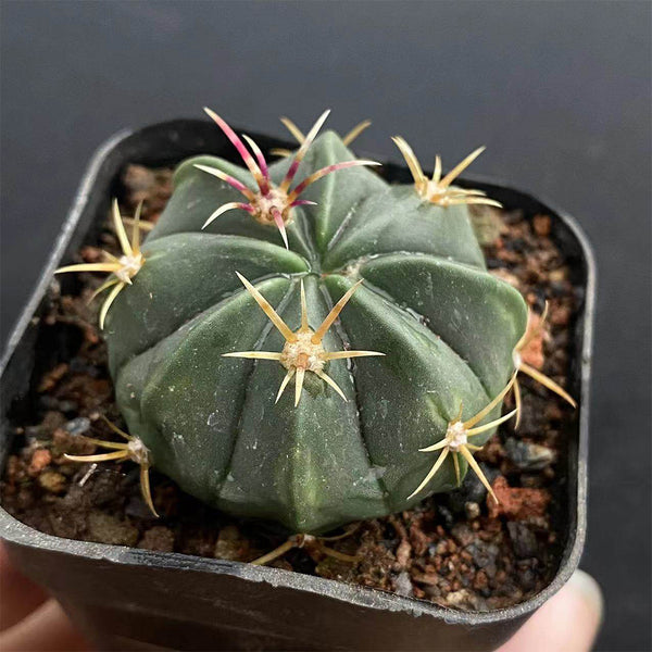 Ferocactus macrodiscus, 3-4cm