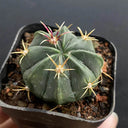 Ferocactus macrodiscus, 3-4cm